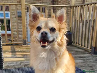 Mixed Breed dogs Tandy - 4yr old Jackaranian looking for new home - Advert 1