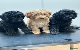 Cockapoo dogs for sale: Gorgeous Cockapoos for a loving home VHC REDUCED❗️ - Image 10
