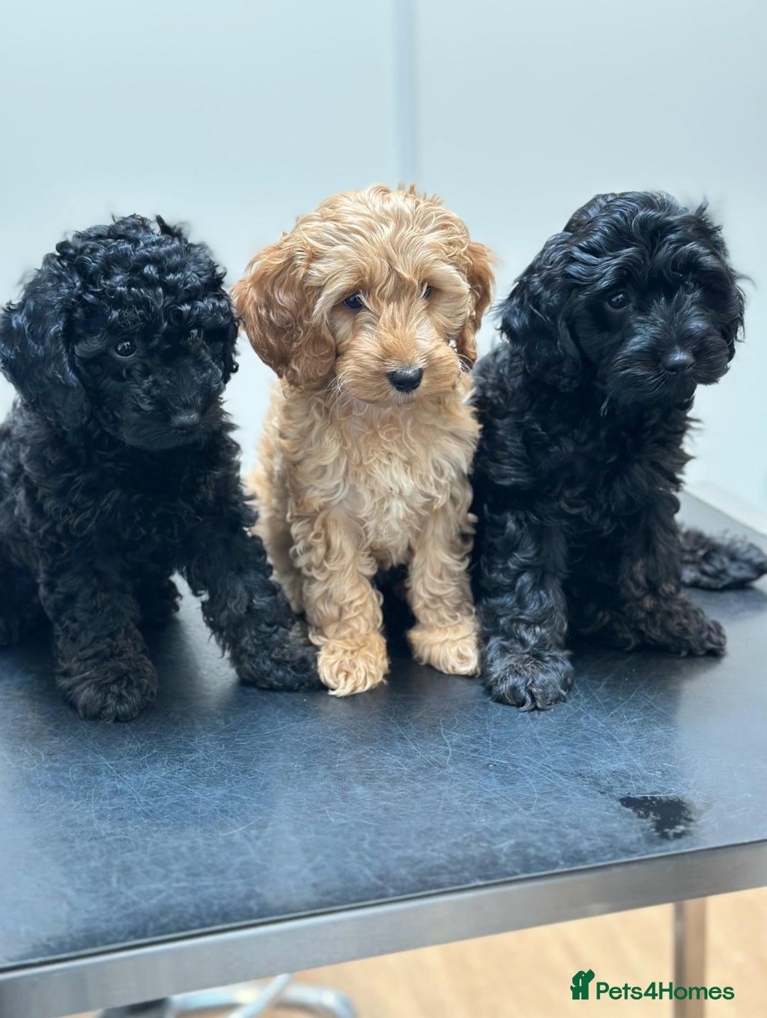 Cockapoo dogs for sale: Gorgeous Cockapoos for a loving home VHC REDUCED❗️ - Image 10