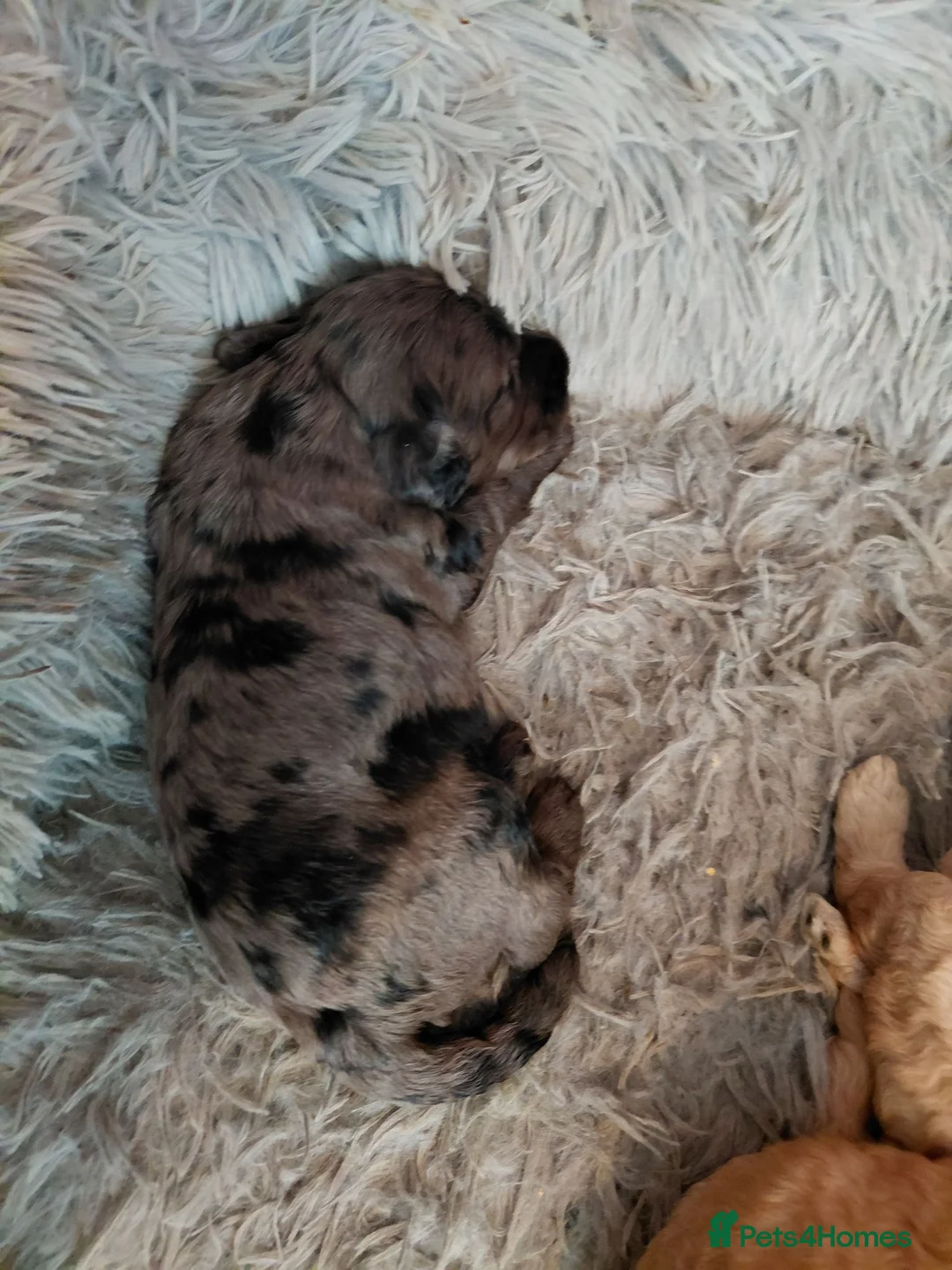 Cockapoo dogs for sale: 5* F2B Merle Cockapoos  - Advert 2
