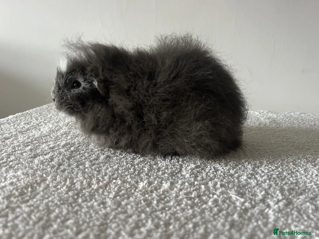 Guinea Pig rodents for sale: Swiss Guinea Pigs  - Advert 9