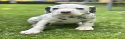 Dalmatian dogs for sale: Beautiful KC Registered Dalmatian Puppies - Advert 12
