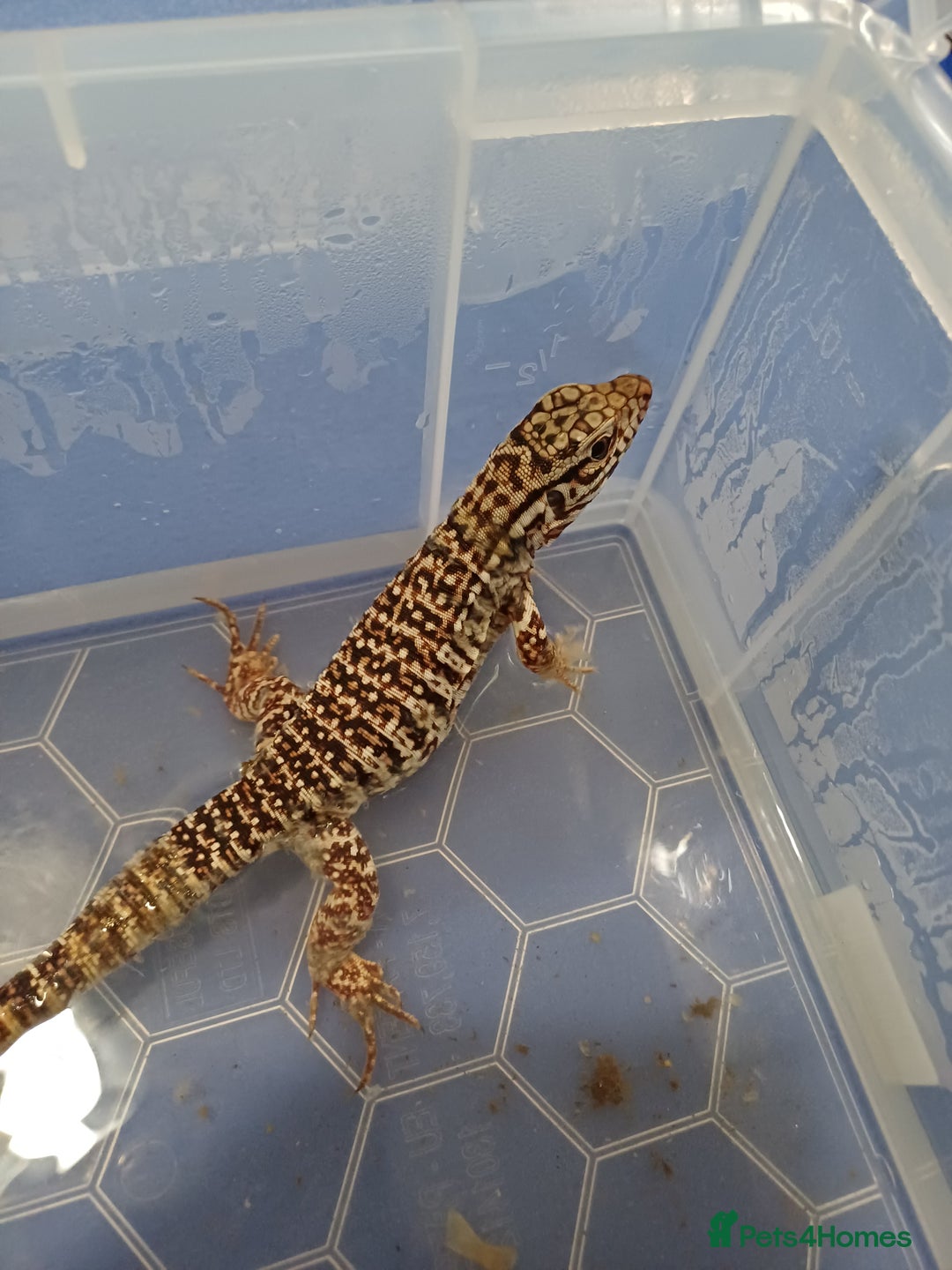 Lizard reptiles for sale: Red tegu  - Advert 10