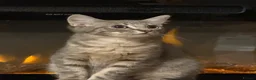 British Shorthair cats for sale: Beautiful boy  - Advert 6
