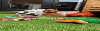 Cockapoo 7