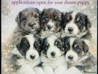 Border Collie dogs 6 gorgeous high quality Border Collie Puppies - Advert 5
