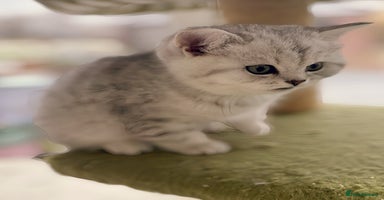 British Shorthair cats BSH silver spotted and chinchilla GSSF registered  - Advert 7