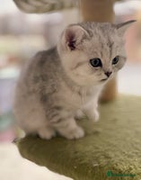British Shorthair cats BSH silver spotted and chinchilla GSSF registered - Advert 14