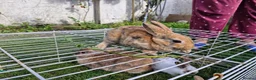 Mixed Breed rabbits for sale: bunnies in Plymouth - Advert 12
