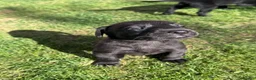 Labrador Retriever dogs for sale: Working black Labrador puppies  in Diss - Advert 3