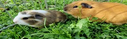 Guinea Pig rodents for sale: California x male 6m and baby boy - Advert 9