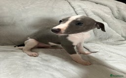 Whippet dogs for sale: Kc reg whippets  - Image 4
