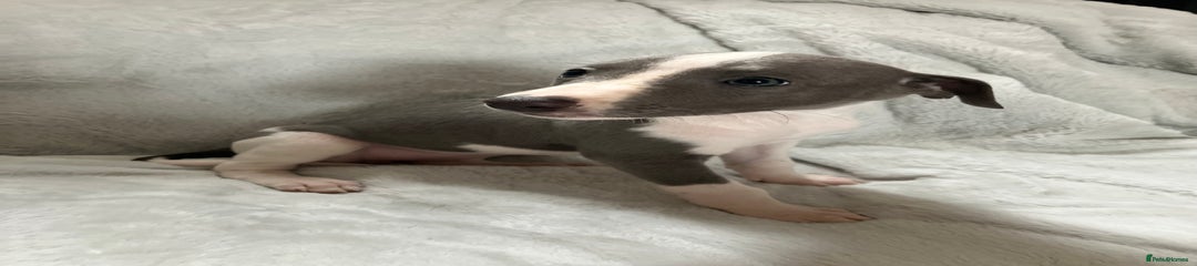 Whippet Puppy 3