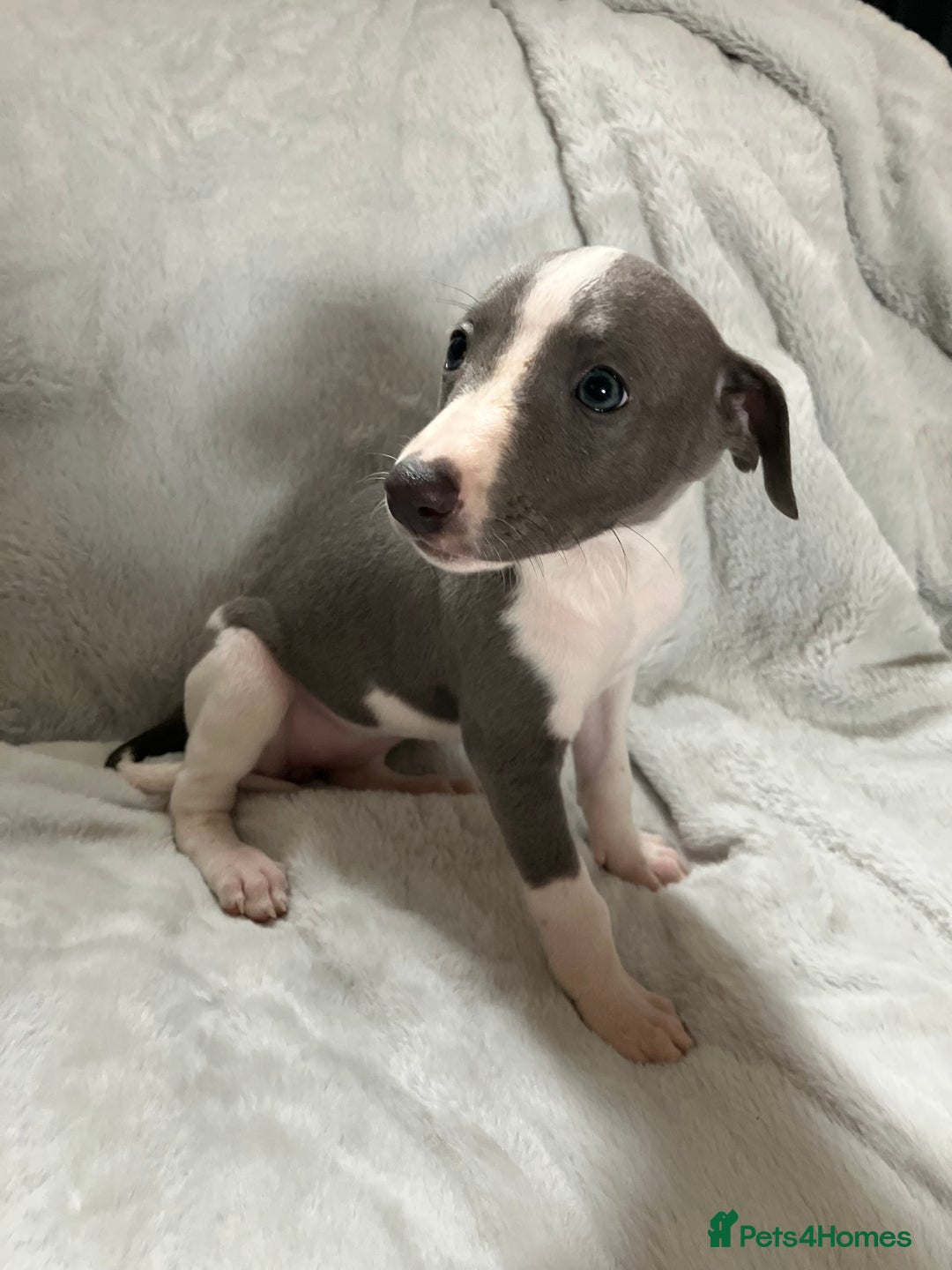 Whippet dogs for sale: Kc reg whippets  - Image 4