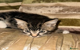 Mixed Breed cats for sale: Stunning fluffy and short haired ready now  - Image 12