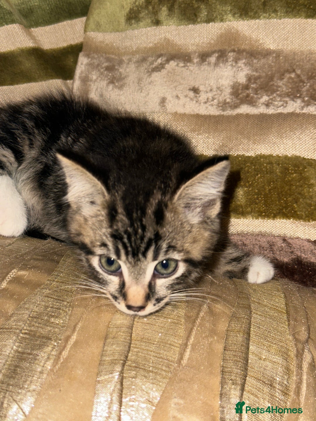 Mixed Breed cats for sale: Stunning fluffy and short haired ready now  - Image 12