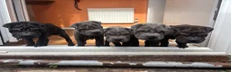 Shar Pei dogs for sale: Sharpei Puppies - Advert 4