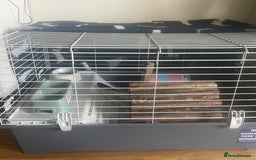 Guinea Pig rodents for sale: Two 2-Month-Old Guinea Pigs With Complete Setup  - Image 6