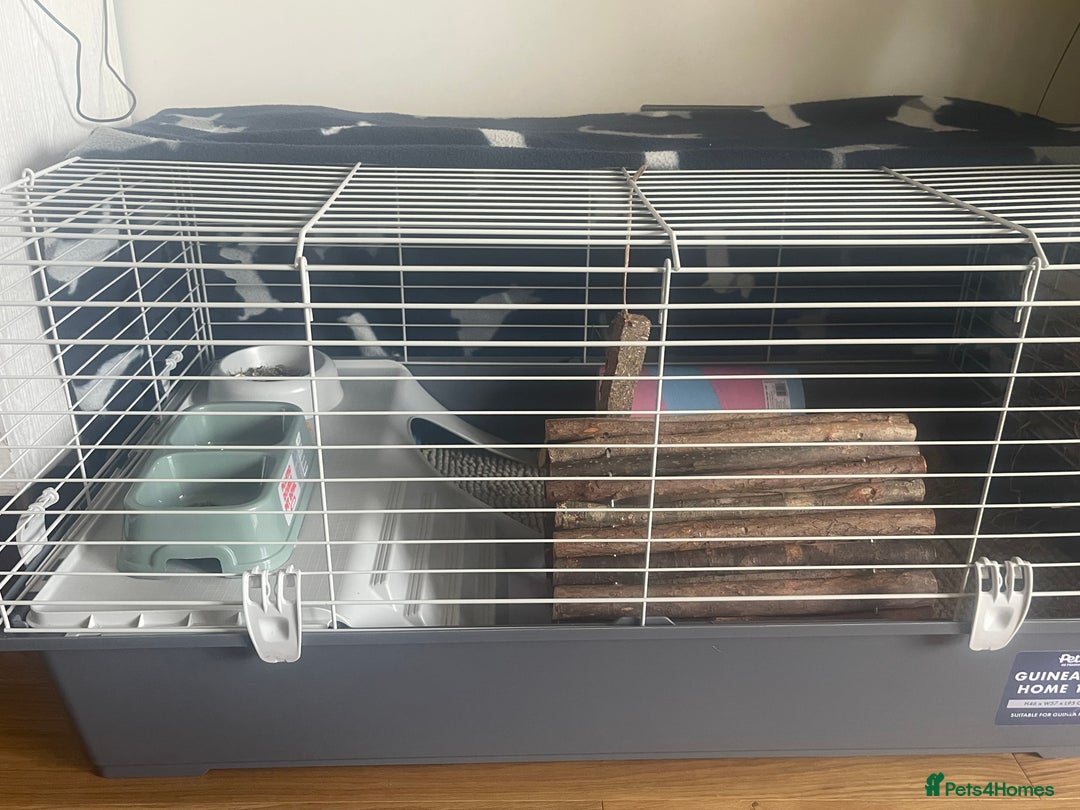 Guinea Pig rodents for sale: Two 2-Month-Old Guinea Pigs With Complete Setup  - Image 6