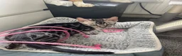 Bengal cats for sale: LAST THREE Ready now GCCF REGISTERED  - Advert 10