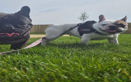 French Bulldog dogs for sale: 2 dogs needing there forever home  - Image 7