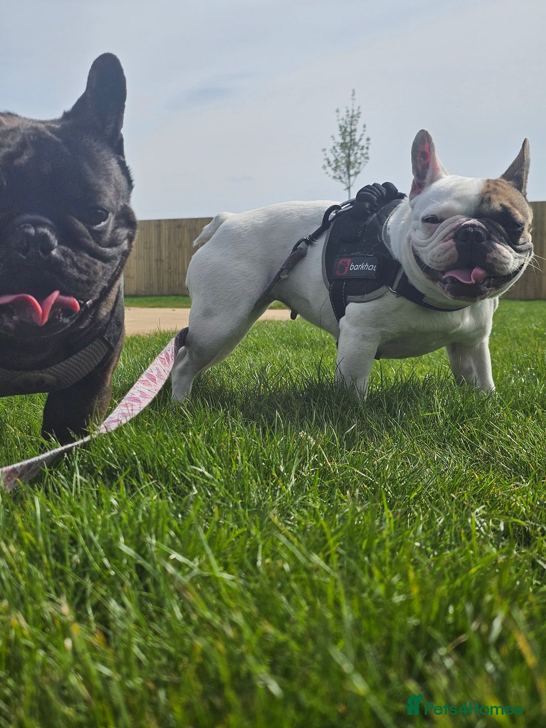 French Bulldog dogs for sale: 2 dogs needing there forever home  - Image 7