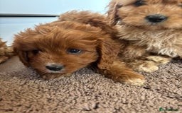 Cavapoo dogs for sale: Gorgeous cavapoos  - Image 5