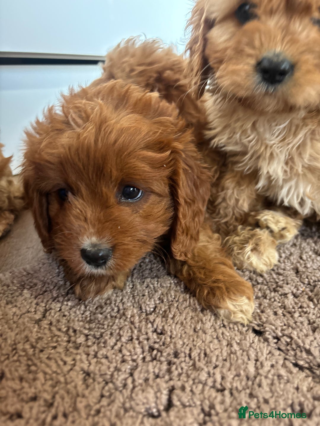 Cavapoo dogs for sale: Gorgeous cavapoos  - Image 5