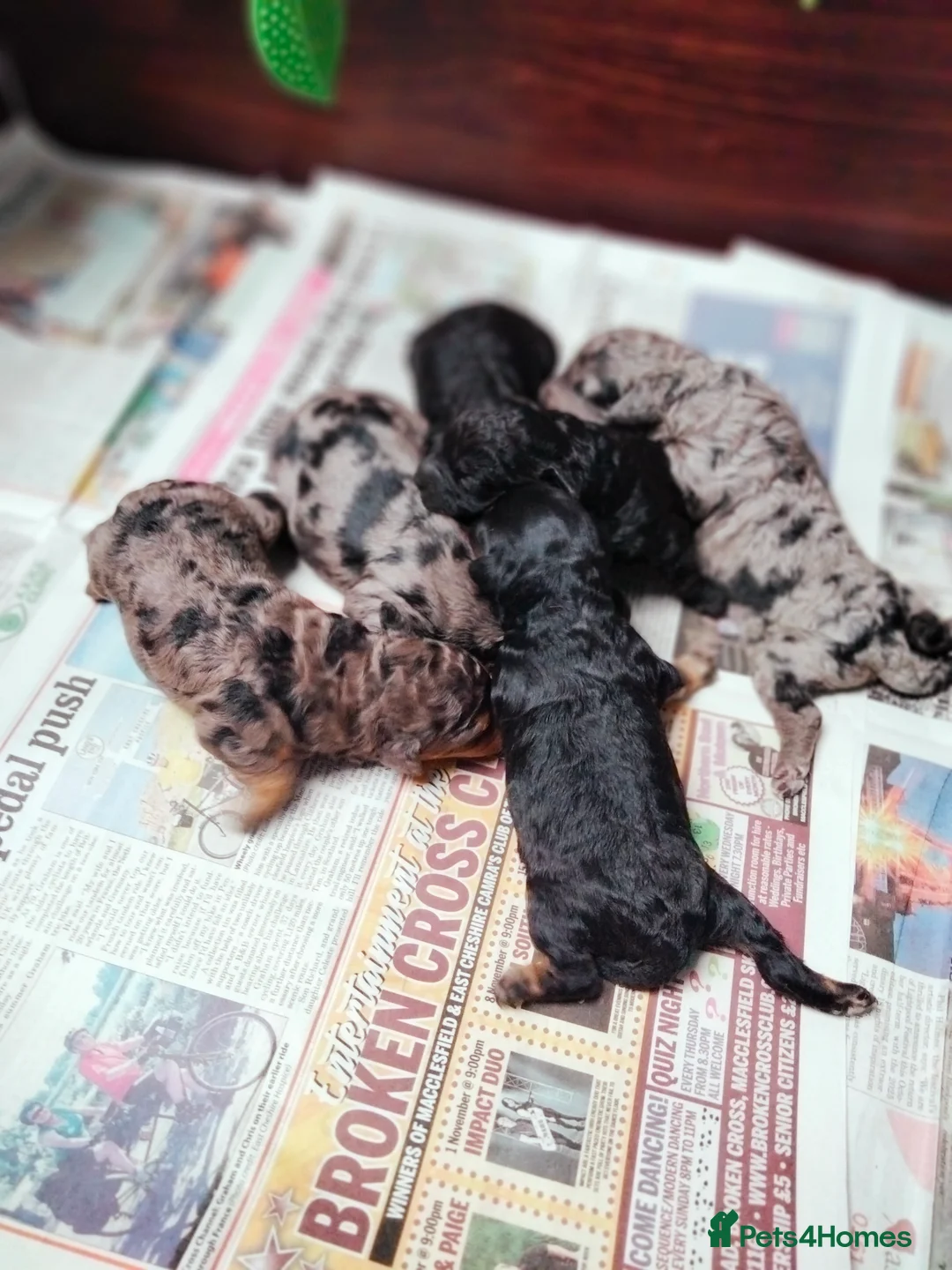 Cavapoo dogs for sale: Stunning F2B Cavapoo's Health Tested - Advert 1