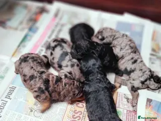 Cavapoo dogs Stunning F2B Cavapoo's Health Tested - Advert 2