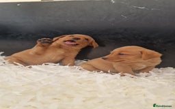 Labrador Retriever dogs for sale: STUNNING GOLDEN/FOX RED KC REG LABRADOR RTL - Image 11