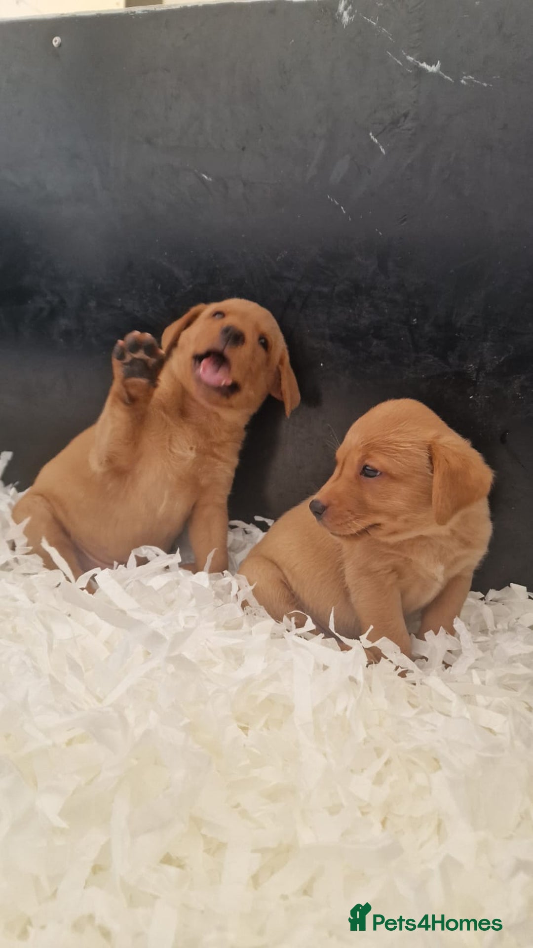 Labrador Retriever dogs for sale: STUNNING GOLDEN/FOX RED KC REG LABRADOR RTL - Image 11