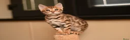 Bengal cats for sale: Registered pedigree bengal kittens - Advert 18
