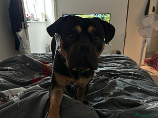 Mixed Breed dogs Loki in Tonbridge - Advert 1