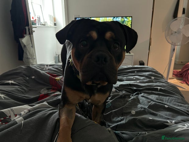 Mixed Breed dogs Loki in Tonbridge - Advert 1