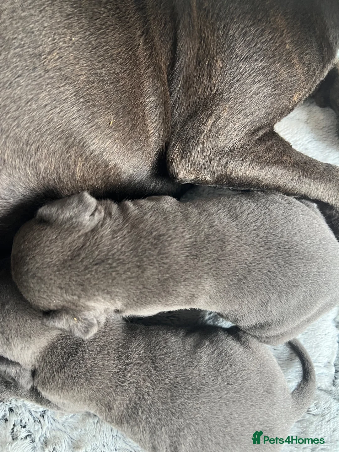 Staffordshire Bull Terrier dogs for sale: STUNNING BLUE KC STAFFORDSHIRE BULL TERRIERS  - Advert 15