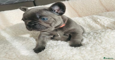 French Bulldog dogs KC registered French Bulldog Puppies - Advert 11