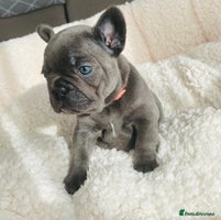 French Bulldog dogs KC registered French Bulldog Puppies - Advert 8