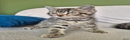 British Shorthair cats for sale: 5 British short hair x tabby kittens  - Advert 5