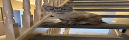 Mixed Breed cats for sale: Neutered male cat  - Advert 6