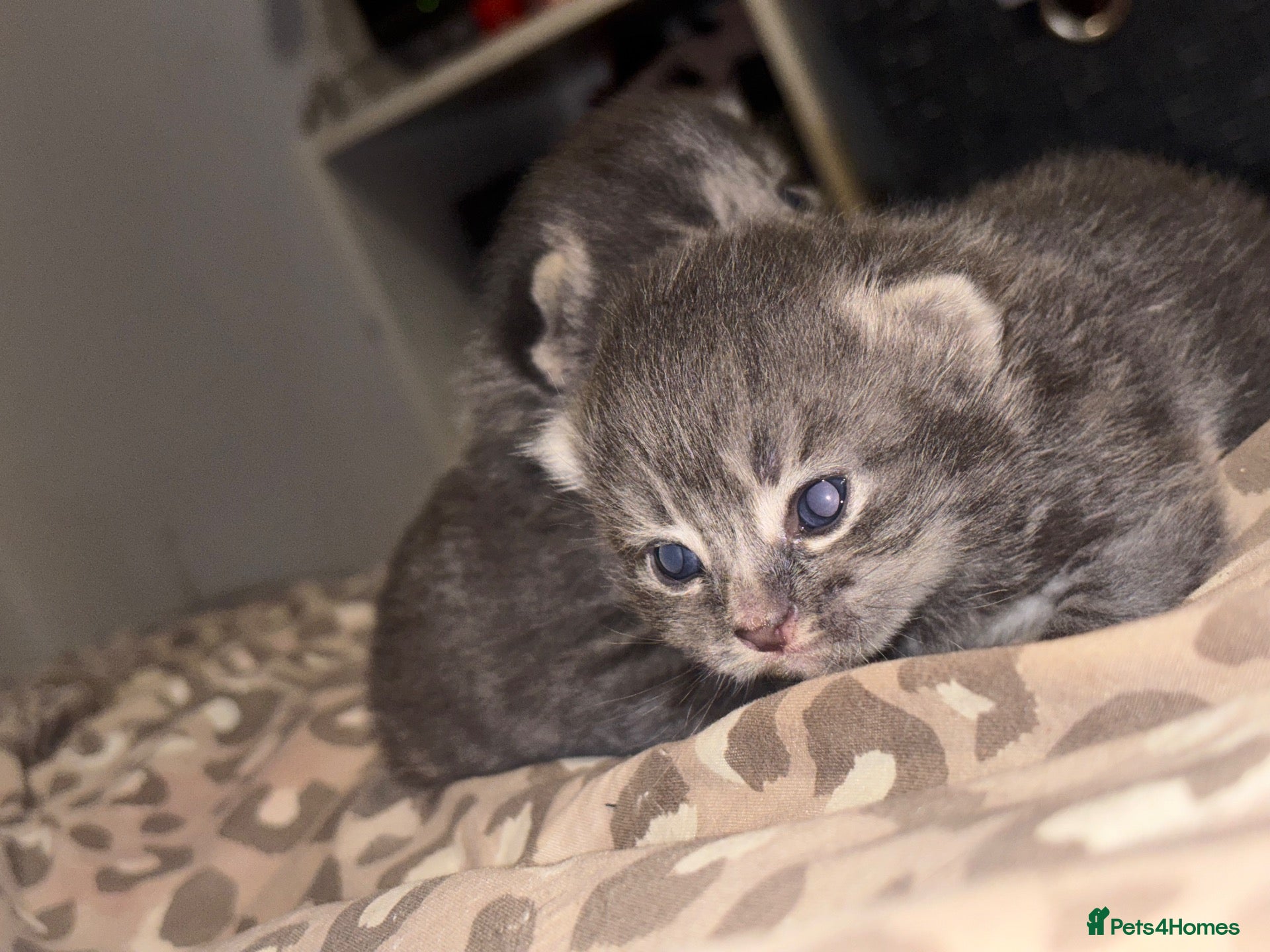 British Shorthair cats Miss Remay Sutherland  - Advert 4