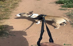 English Bull Terrier dogs for sale: English bull terrier  - Image 1