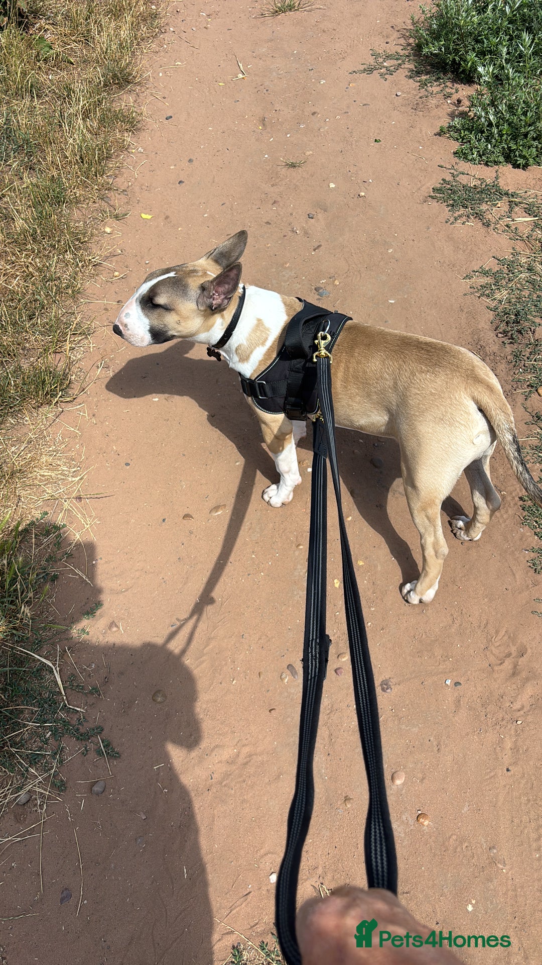 English Bull Terrier dogs for sale: English bull terrier  - Image 1