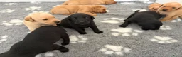 Labrador Retriever dogs for sale: KC REG Yellow/fox red and Black Labrador puppies  - Advert 3