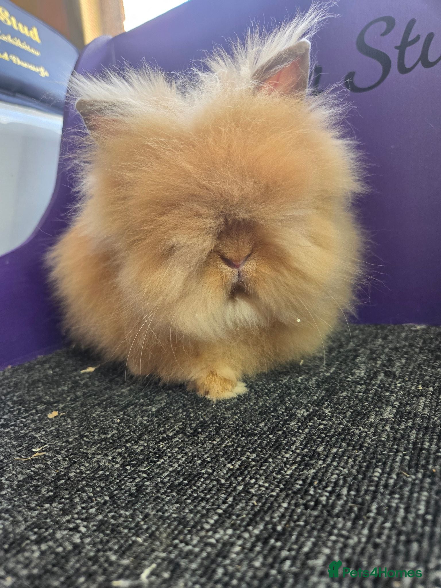 Lionhead rabbits 2 Pure bred double maned lion head - Advert 1