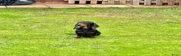 Miniature Dachshund dogs for sale: Miniature dachshund’s from health tested parents - Advert 20
