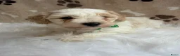 Maltipoo dogs for sale: ** 6 Maltipoo puppies** - Advert 5