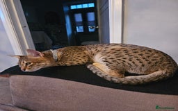 Savannah cats for sale: Savannah cat - Image 1