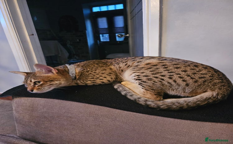 Savannah cats - Advert 1