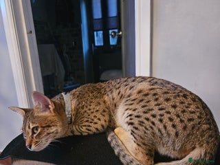 Savannah cats - Advert 30
